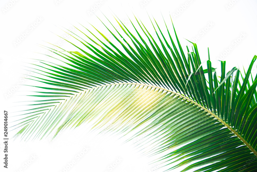 Fototapeta premium Detail of coconut trees leaf isolated on white background