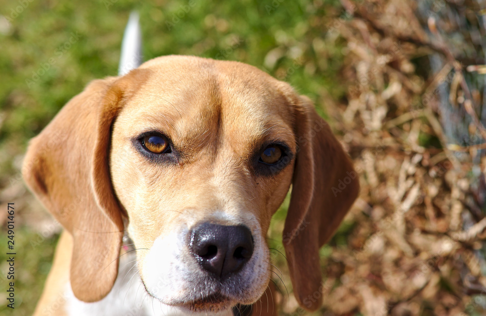Close up of beagle dog  puppy, pet on garden yard