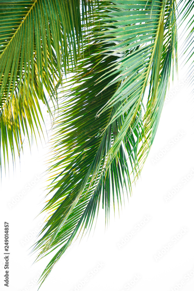 Detail of coconut trees leaf isolated on white background Detail of coconut trees leaf isolated on white background