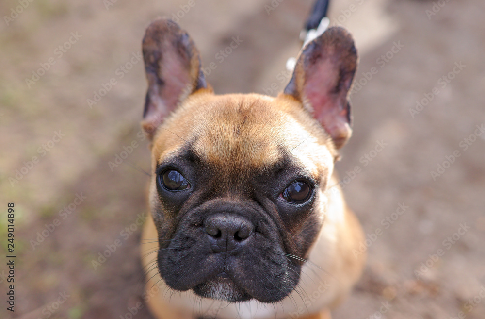 Close up of adorable french bulldog morning walk at park Close up of adorable french bulldog morning walk at park