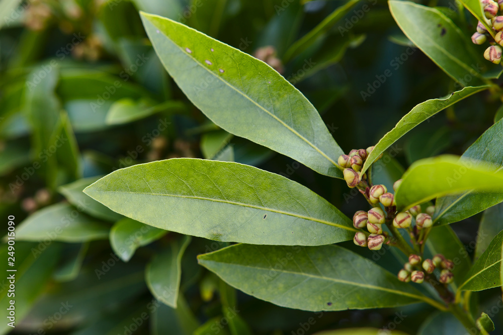 Fototapeta premium Natural bay leaves, herb plant