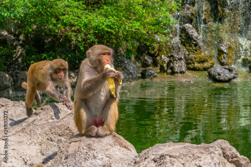 Macaque in the jungle sits on a rock and eats a banana on a waterfall background. Vietnam, Monkey island. Monkeys in the natural environment