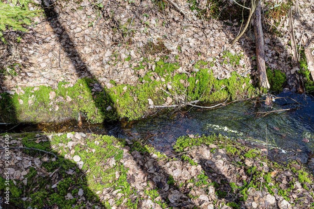 small stream in the spring forest small stream in the spring forest