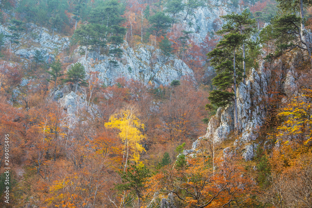 Beautiful autumn scenery in the mountains with mist clouds, pine trees and colorful foliage Beautiful autumn scenery in the mountains with mist clouds, pine trees and colorful foliage