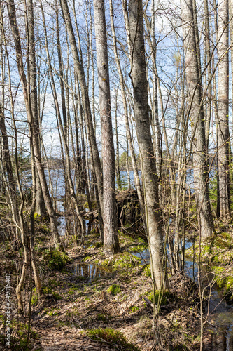 aspens in the spring forest © Maslov Dmitry