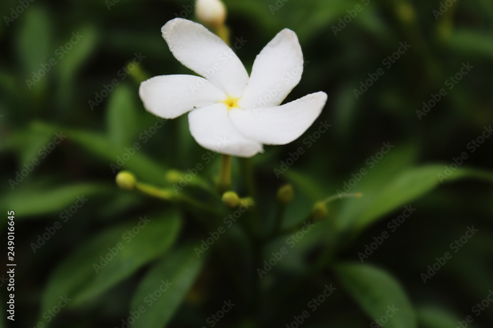 white flower white flower