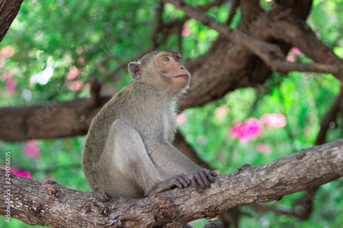 Wild Macaque on a tree in Prachuap Kiri Khan photo