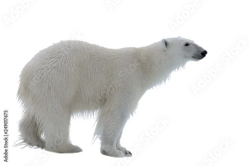 Wild polar bear isolated on the white background