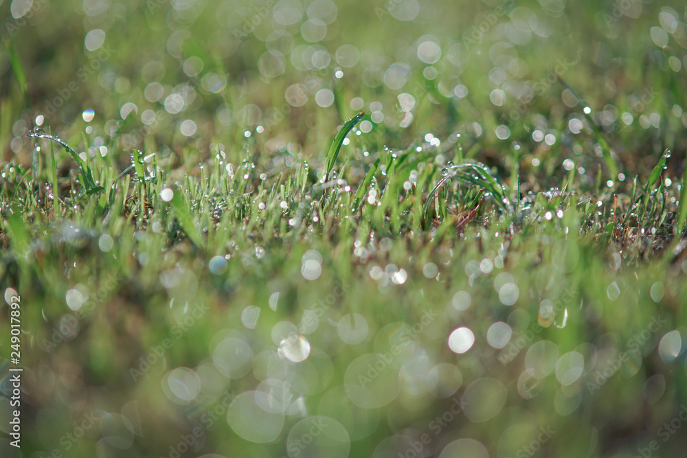 Dew droplet on top of green grass in warm morning light