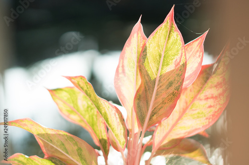 The sun shines at the leaves in the evening.