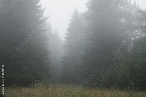 misty morning in a coniferous forest