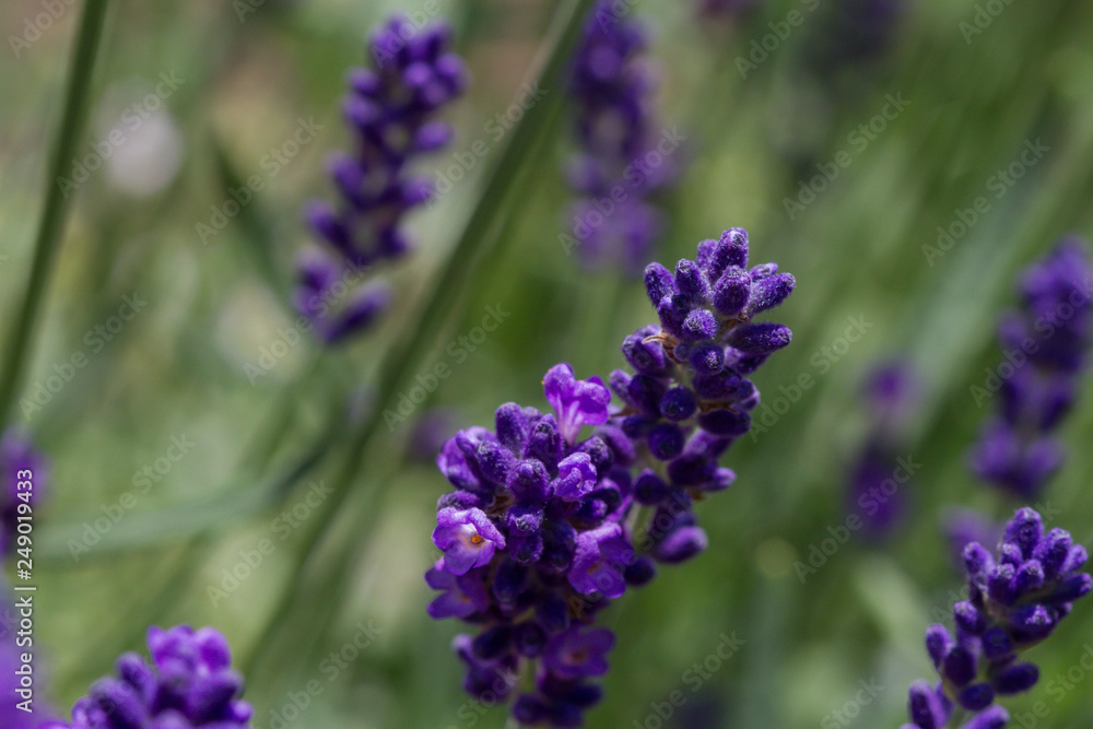 close-up of a blooming lavender close-up of a blooming lavender