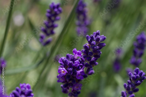 close-up of a blooming lavender