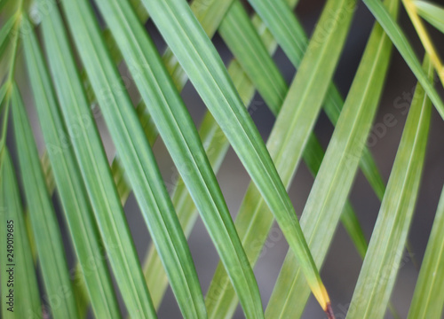 green tropical palm leaf with shadow on white wall