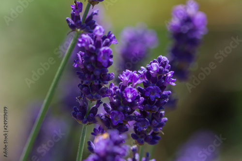 close-up of a blooming lavender