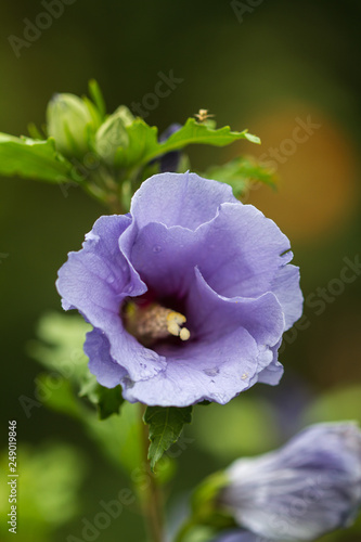Close-up of a blue hibiscus blossom in full bloom