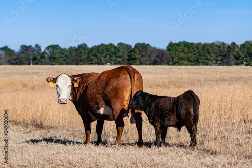 Cow and calf standing in brown pasture © jackienix