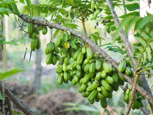 Green fruit Bilimbi Bilimbing Cucumber Tree Sour