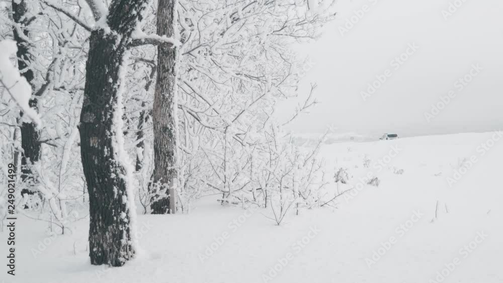 Snow-covered tree branch in winter forest, static video. Snow-covered tree branch in winter forest, static video.
