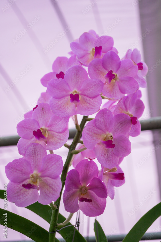 Obraz premium Purple and white petal orchid macro shot from export farm in thailand, abstract background.