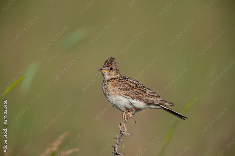 Eurasian Skylark Birds Eurasian Skylark Birds