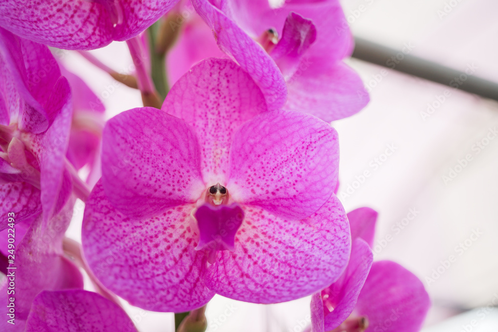 Beautiful pink Cattleya orchid background in garden from export farm in Thailand, selective focus, Macro shot. Beautiful pink Cattleya orchid background in garden from export farm in Thailand, selective focus, Macro shot.