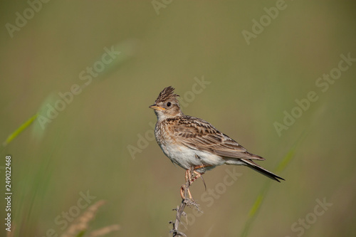 Eurasian Skylark Birds