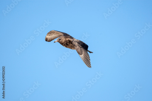 Pomarine Skua Birds photo