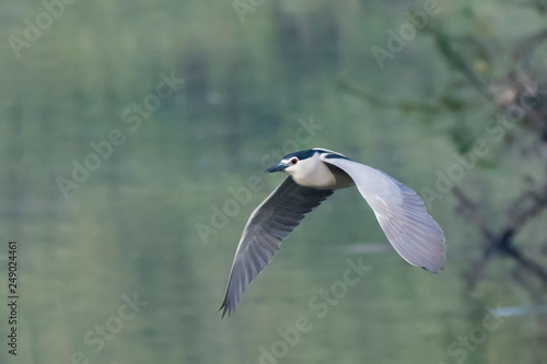 Black-crowned Night Heron in Flight (Nycticorax nycticorax) race "nycticorax". Mysore, India