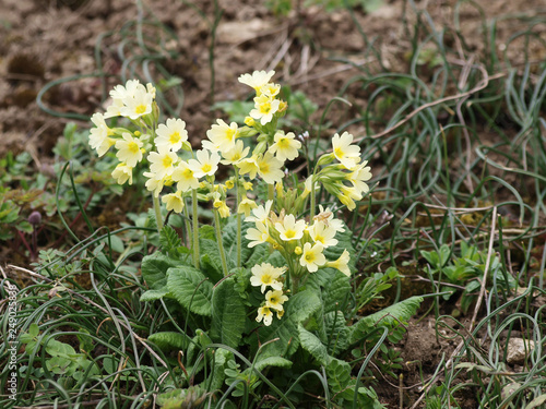 Primevère des bois ou primevère élevée (Primula elatior). une plante sauvage printanière des sous-bois aux fleurs étalées sur tige, aux pétales de couleur jaune crème au coeur jaune or. photo