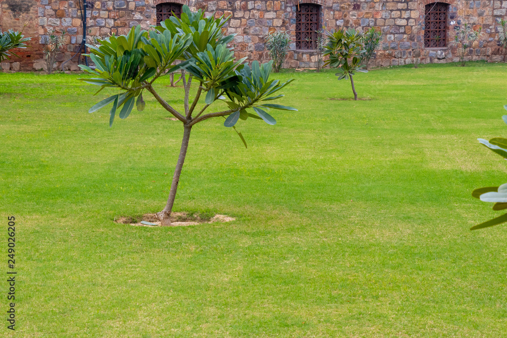 Fotografie Dark green garden Lawn