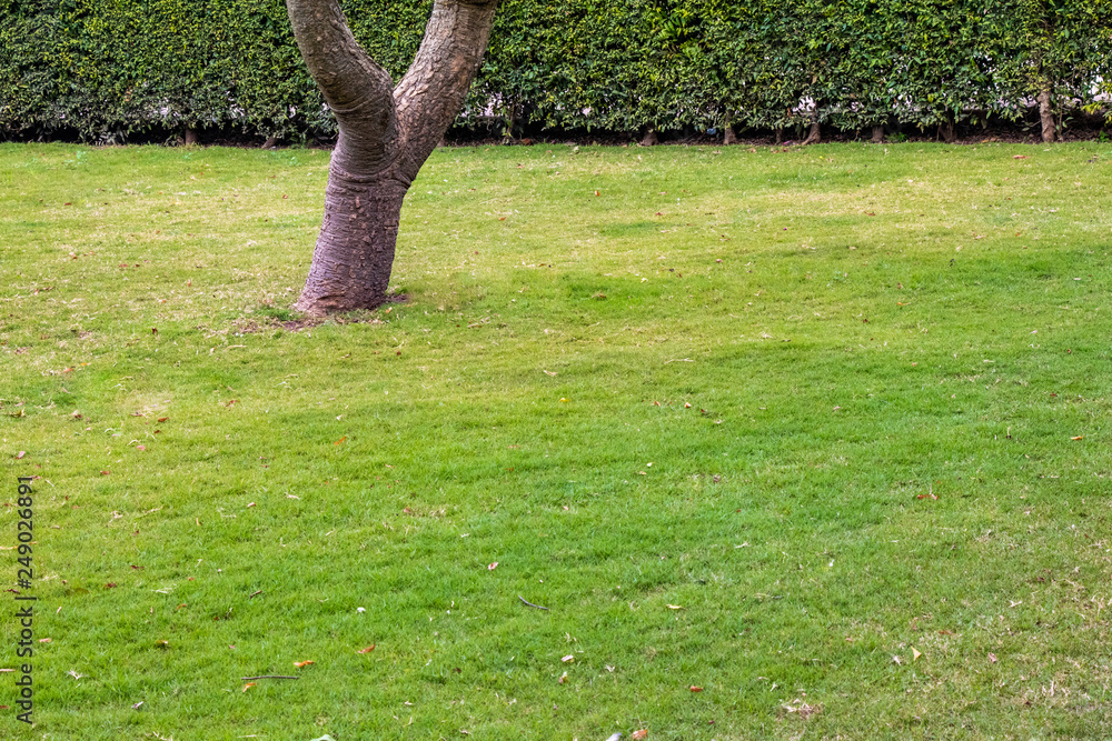 Fotografie Dark green garden Lawn