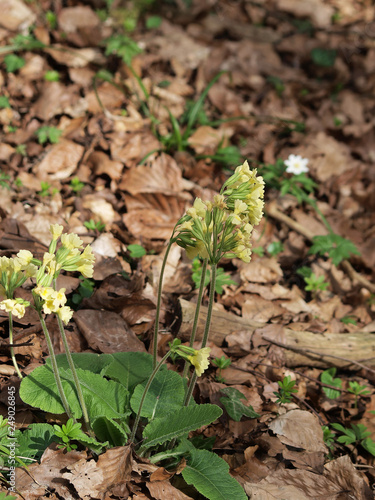 Primevère des bois ou primevère élevée (Primula elatior). une plante sauvage printanière des sous-bois aux fleurs étalées sur tige, aux pétales de couleur jaune crème au coeur jaune or.