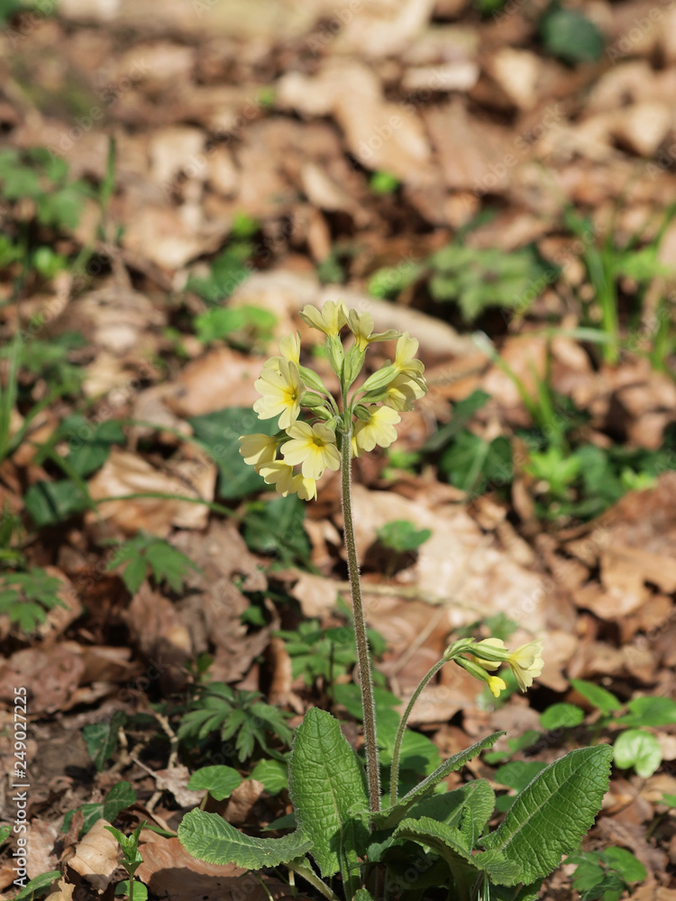 Primula elatior - Primevère des bois ou primevère élevée. Une plante sauvage printanière des sous-bois aux fleurs étalées sur tige, aux pétales de couleur jaune crème au coeur jaune or. Primula elatior - Primevère des bois ou primevère élevée. Une plante sauvage printanière des sous-bois aux fleurs étalées sur tige, aux pétales de couleur jaune crème au coeur jaune or.