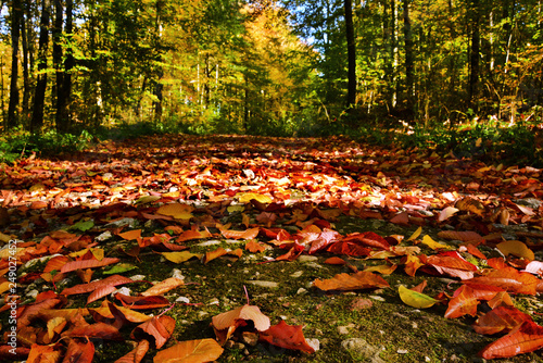 piękna jesień w lesie, liście na drodze