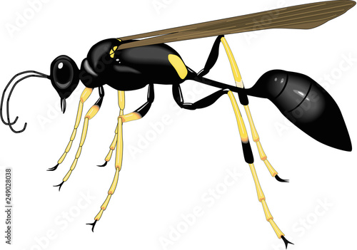 Black and Yellow Mud Dauber Wasp Vector Illustration photo