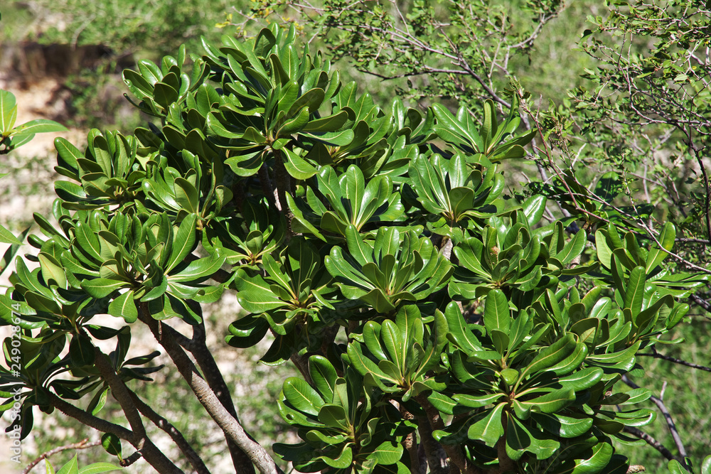 Φωτογραφία Yemen the island of Socotra in the Indian ocean Dragon trees Bottle trees Beach