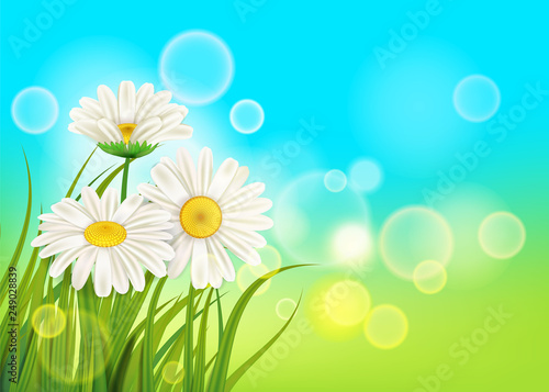 Spring daisies background fresh green grass, pleasant juicy spring colors, vector, illustration, template, banner, isolated