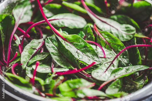 Fresh washed swiss chard leaves in a metal colander on a kitchen table. Preparation healthy vegan meals.