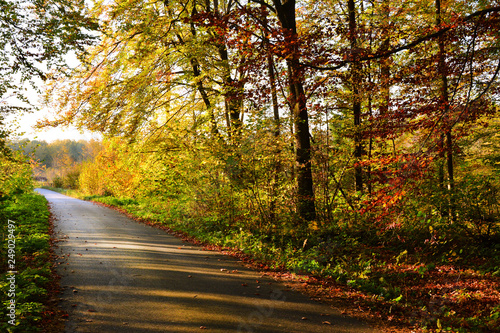 droga w lesie, piękna jesień © VinyLove Foto