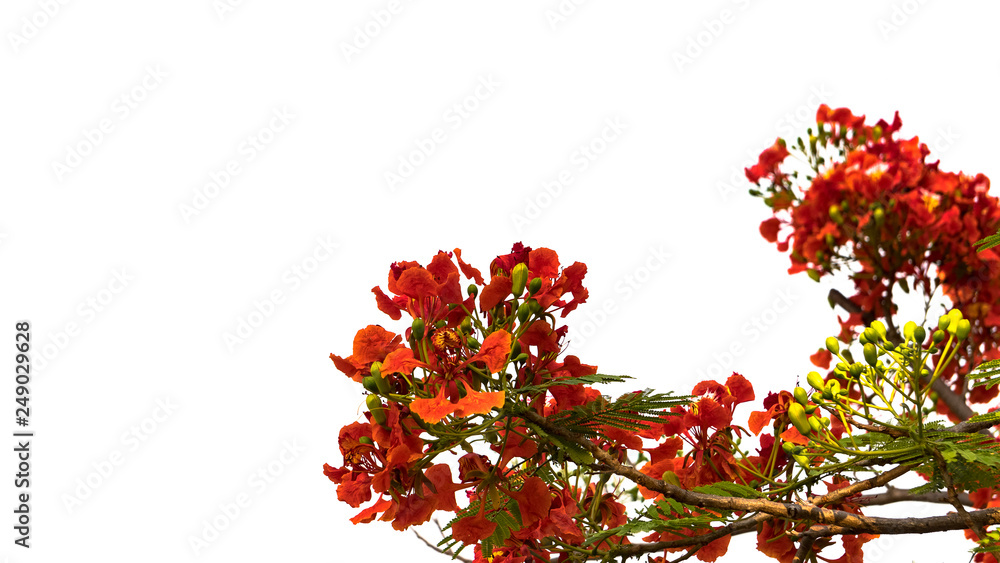 Red flowers, white background