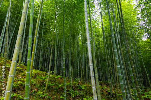Bamboo forest. Kyoto  Japan