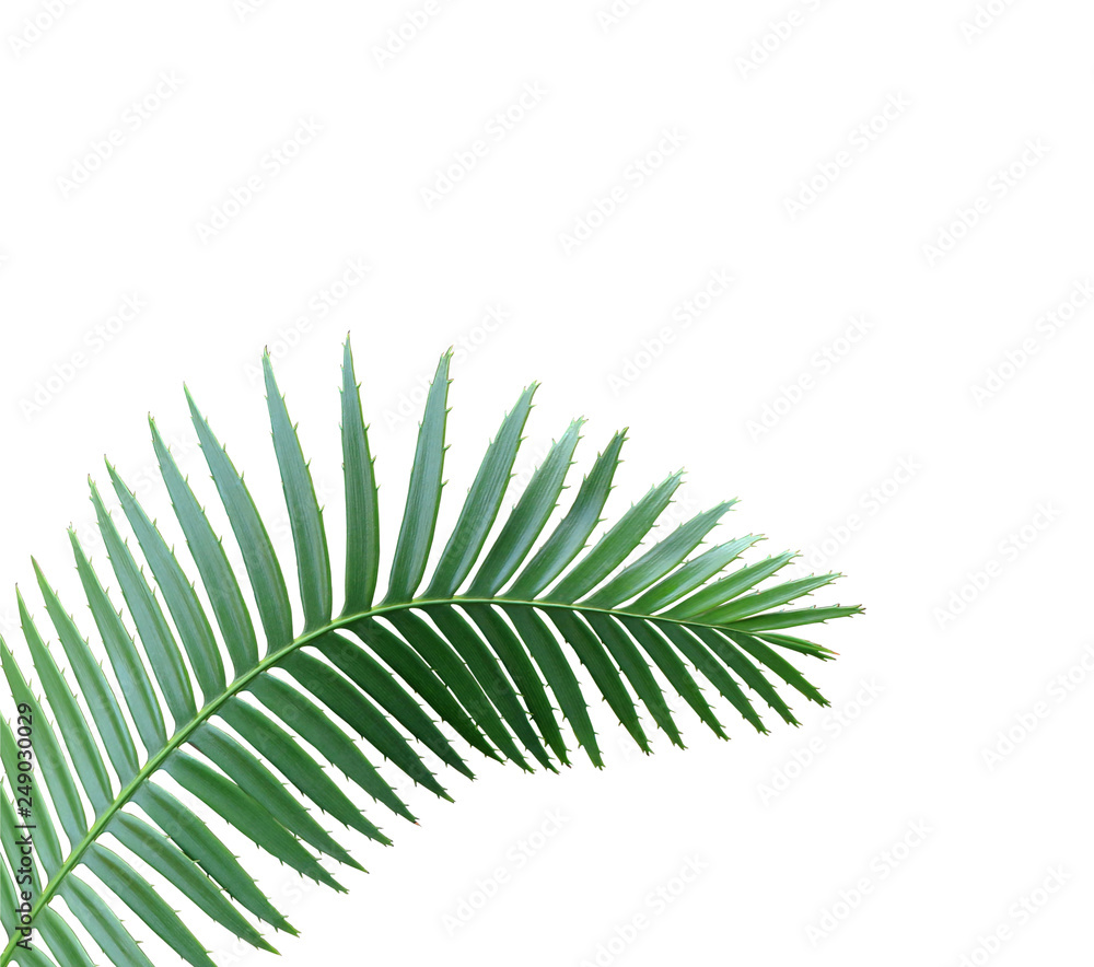 green palm leaf isolated on white background with clipping path green palm leaf isolated on white background with clipping path