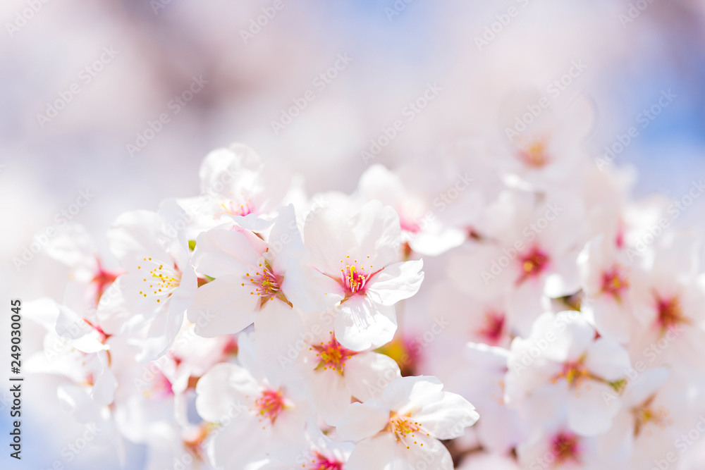 桜