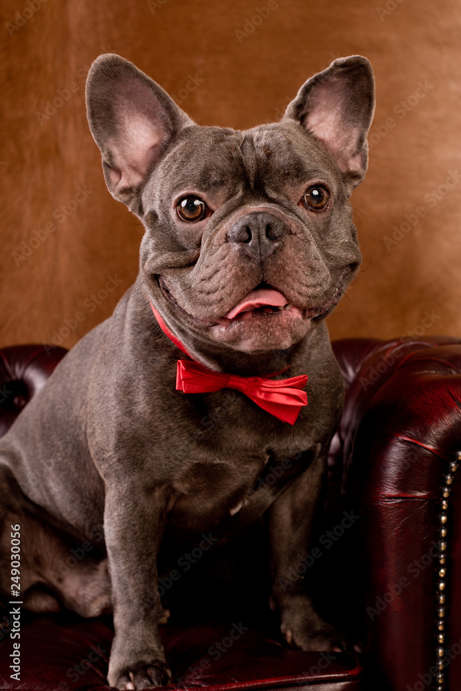 portrait einer bulldogge mit roter fliege