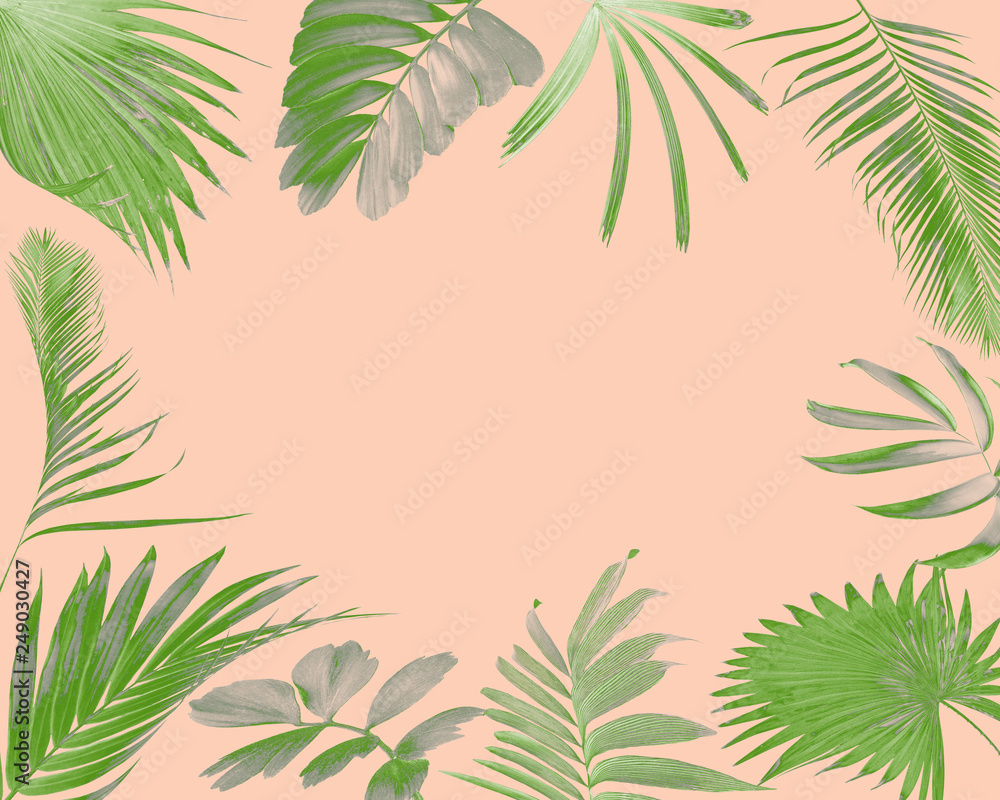 tropical frond palm leaf for summer background tropical frond palm leaf for summer background