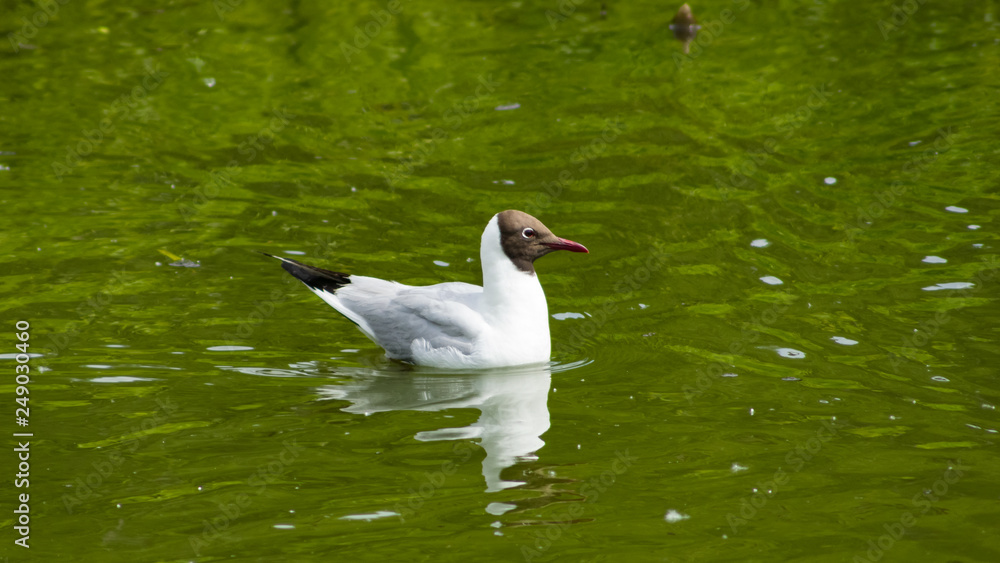 Black-headed Gull, Chroicocephalus ridibundus, swimming at pond, selective focus, shallow DOF Black-headed Gull, Chroicocephalus ridibundus, swimming at pond, selective focus, shallow DOF