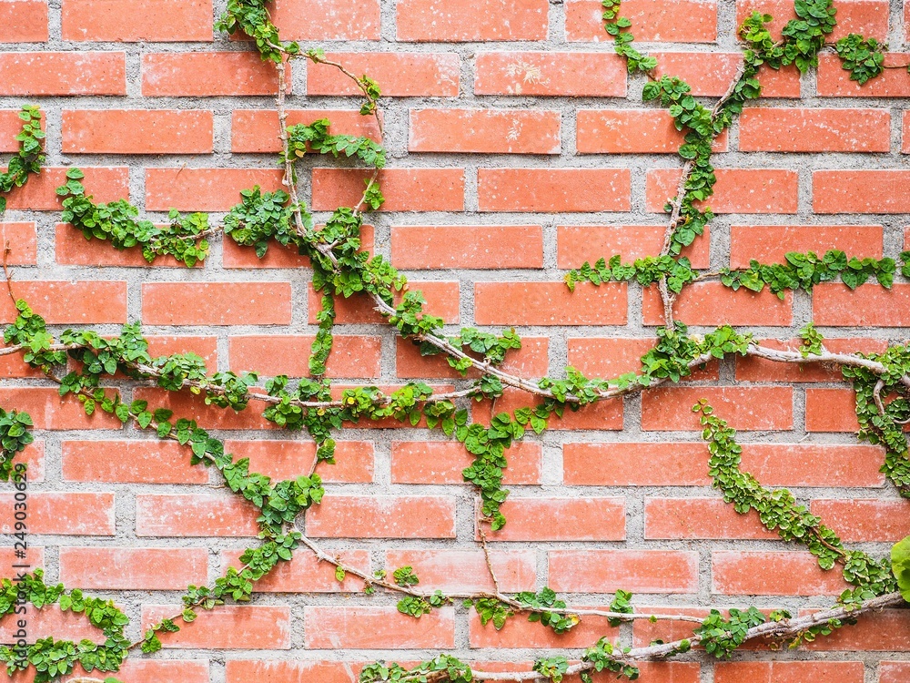 Coat bottons plant creeping on the brown brick wall for background Coat bottons plant creeping on the brown brick wall for background