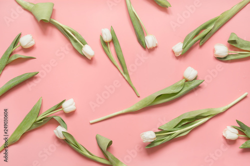 White tulip arranged on pastel millenial pink. Top view.