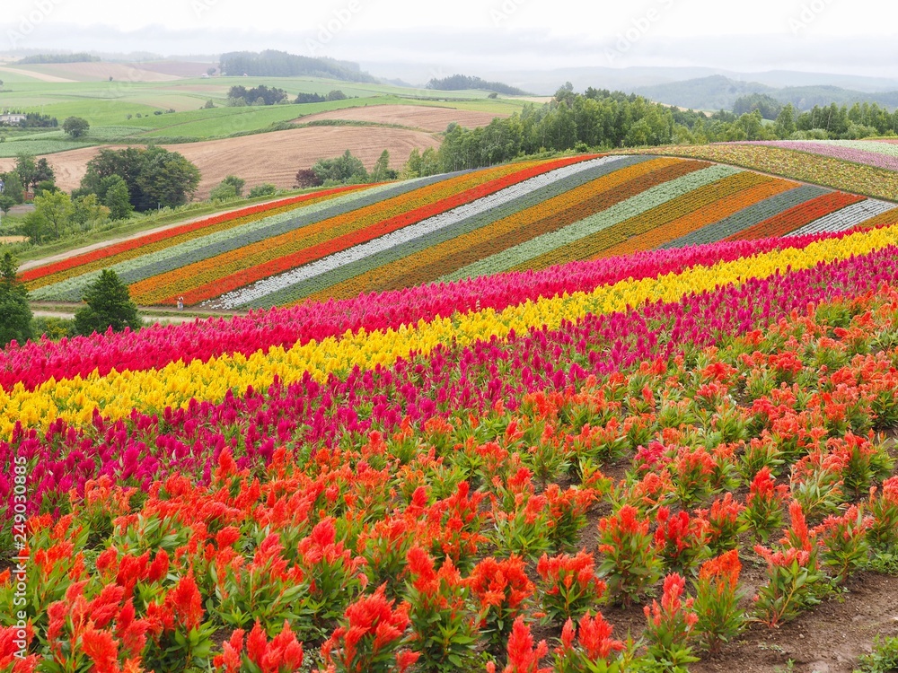 Landscape view of Colorful of flower bed in summer of Hokkaido, Japan